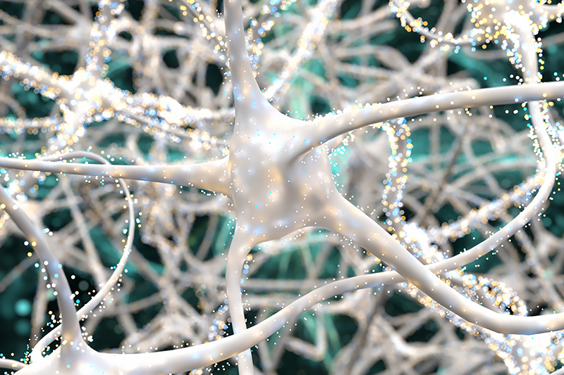 brain neurons and white matter